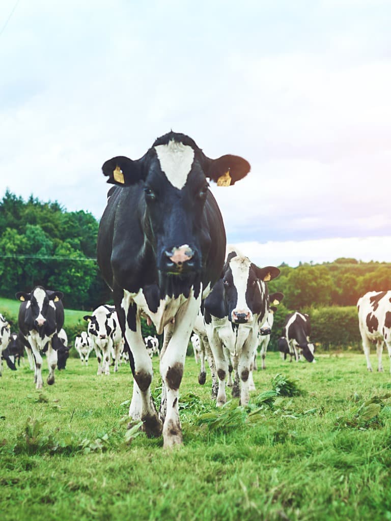 DeLaval case
